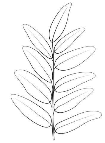 Honey Locust Leaf Coloring Page